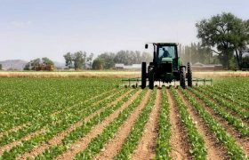 کشاورزان غیربومی چالش جدی فرا روی منابع آبی هستند/ کشت آبدوست در بحران کم آبی شهرستان دورود