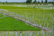 کاشت برنج، منابع آبی دورود را تهدید می کند