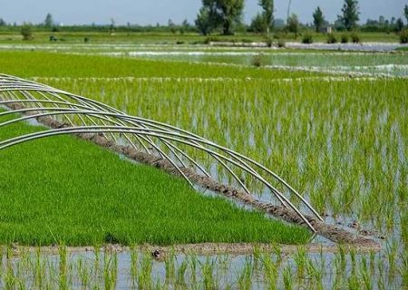 کاشت برنج، منابع آبی دورود را تهدید می کند
