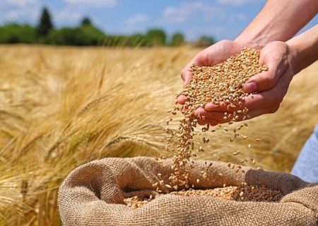 پرداخت ۵۰ همت از مطالبات گندمکاران تا چند روز آینده