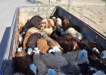 دستگیری سارقان احشام در دورود