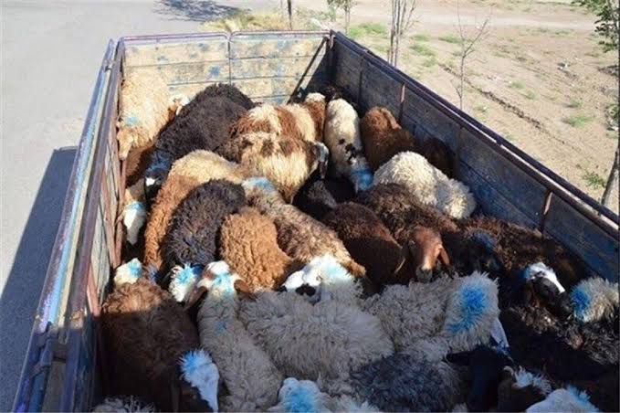دستگیری سارقان احشام در دورود