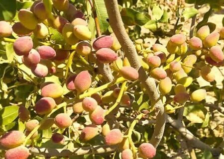 طلای سبز در زاگرس؛ پسته‌ای که از لرستان راهی بازار می‌شود