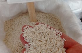 کشت برنج ، معضل بی آبی و افت و منابع زیرزمینی در دورود